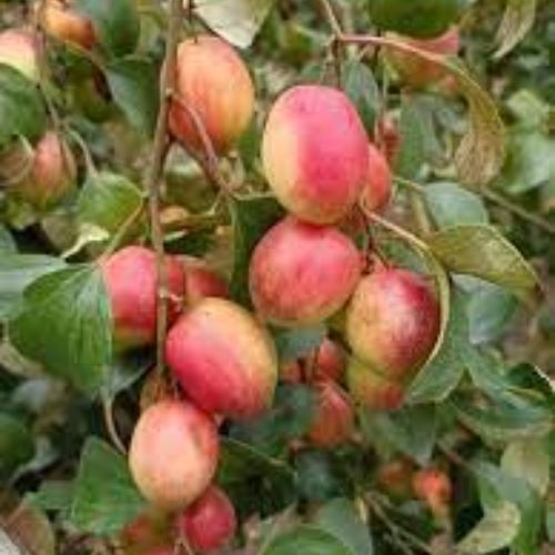 Ball Sundari Apple Ber Plant Manufacturer & Supplier in India